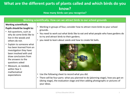 How can we attract birds to our school ground? - Working Scientifically - Year 1