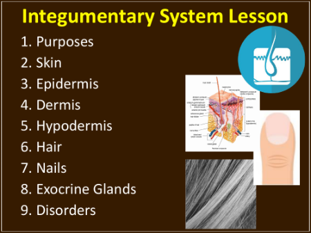 Integumentary System - Teaching Presentation