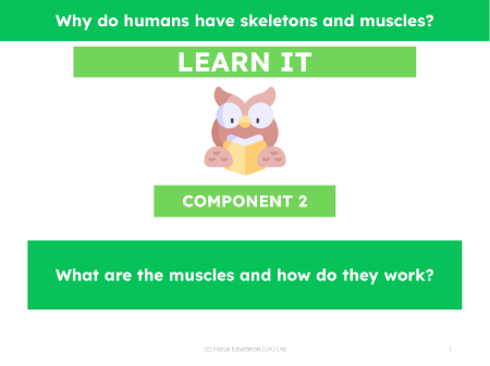 What are the muscles and how do they work? - Presentation