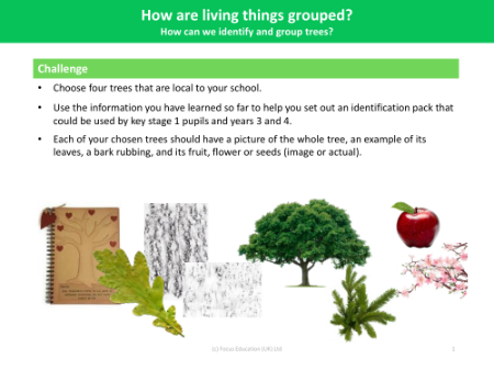Challenge - Grouping Living Things - Year 4