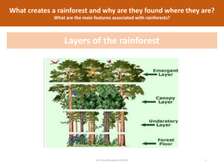 Layers of the rainforest - Picture
