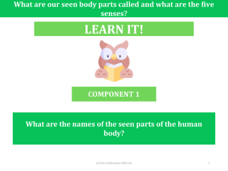 What are the names of the seen parts of the human body? - Presentation