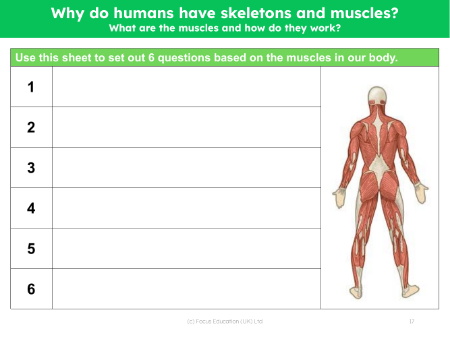 Your questions about muscles