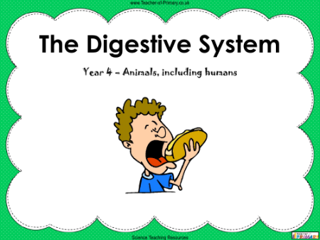 The Digestive System - PowerPoint
