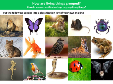 Put the following species in the classification key of your own making - Worksheet - Year 4