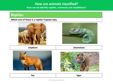 Identify reptiles, mammals and amphibians - Worksheets