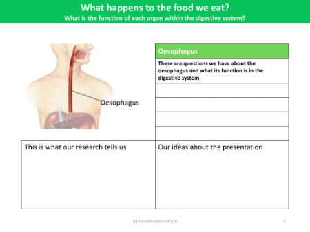 Oesophagus - Research sheet