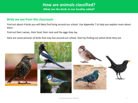 Birds we see from the classroom - Worksheet