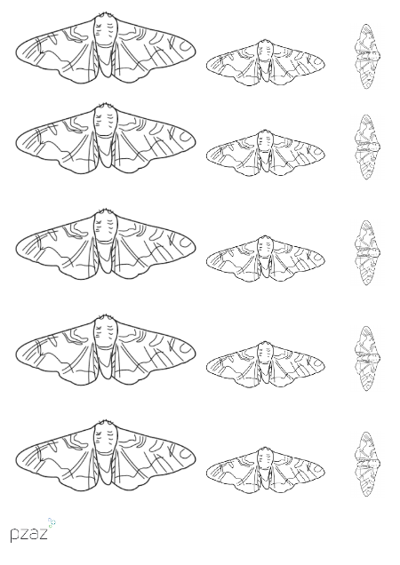 Peppered Moth Template