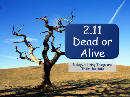 Dead or Alive - Presentation