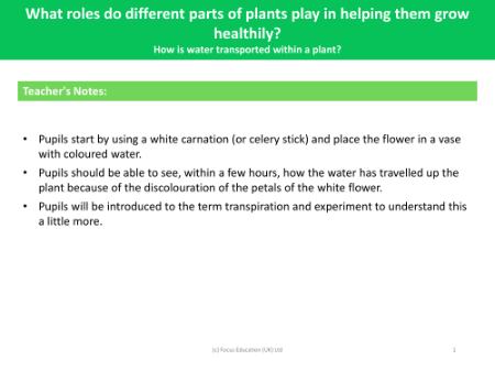 How is water transported within a plant? - teacher's notes