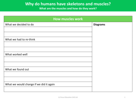 How muscles work - Experiment write up