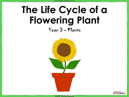 The Life Cycle of a Flowering Plant - PowerPoint