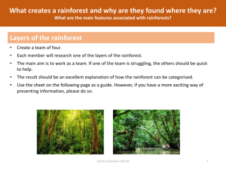 Layers of the rainforest - Research task