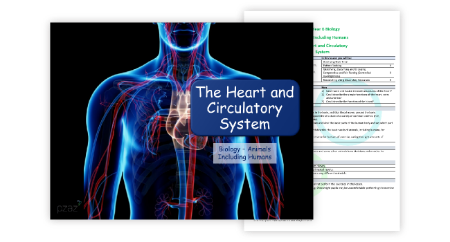 The Heart and the Circulatory System