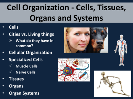 Cell Organization - Teaching Presentation