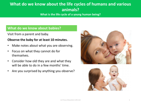 What do we know about babies? - Changes as you grow - Year 5