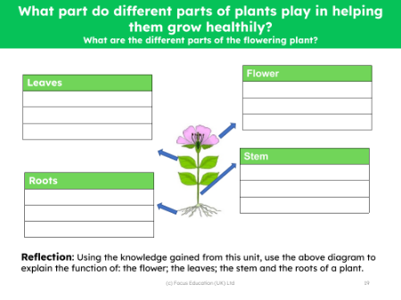 What are the different parts of flowering plants? - reflection - worksheet