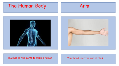 My Body - Body Parts Cards