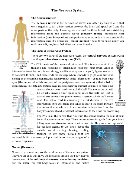 The Nervous System - Reading with Comprehension Questions