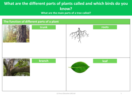 The function of different parts of a plant - Worksheet - Year 1