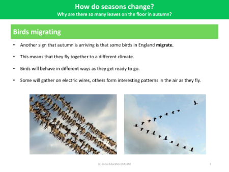 Birds Migrating - Seasonal Change - Year 1