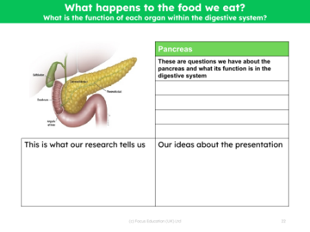 Pancreas - Research sheet