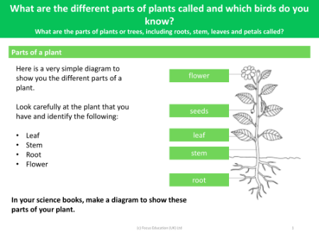 Parts of a plant - Worksheeet - Year 1