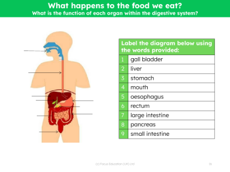 Label the diagram with each organ - Worksheet