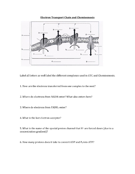 Electron Transport Chain and Chemiosmosis - Worksheet