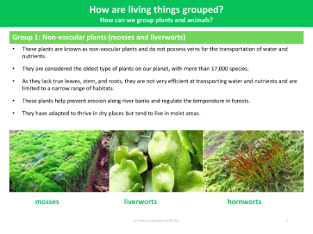 Group 1: Non Vascular Plants (Mossess and Liverworts) - Grouping Living Things - Year 4