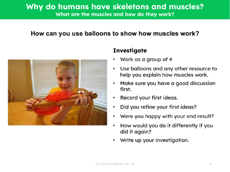 How can you use balloons to show how muscles works? - Investigation instructions