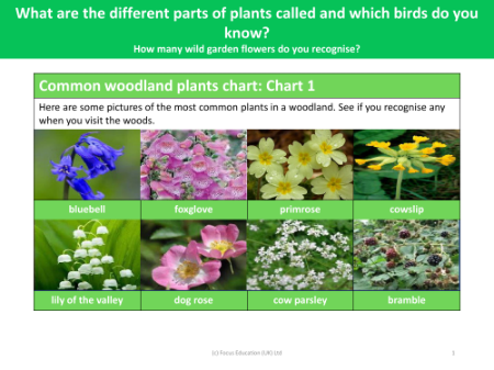 Common Woodland Plants Chart - Chart 1 - Plants - Year 1