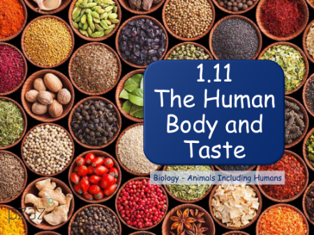 The Human Body and Taste - Presentation