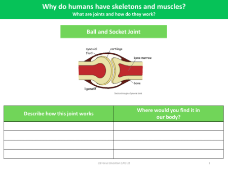 Ball and socket joint - Worksheet