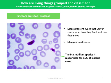 Kingdom Protista - Info sheet