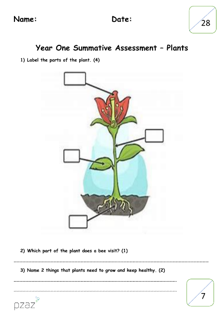 Plants - Assessment
