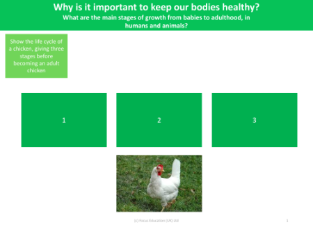 Life cycle of a chicken - Worksheet