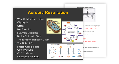 Aerobic Respiration