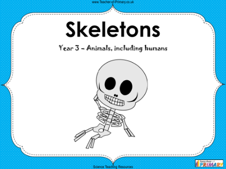 Skeletons - PowerPoint