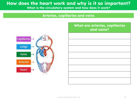 Arteries, capillaries and veins - Worksheet