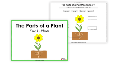 The Parts of a Plant