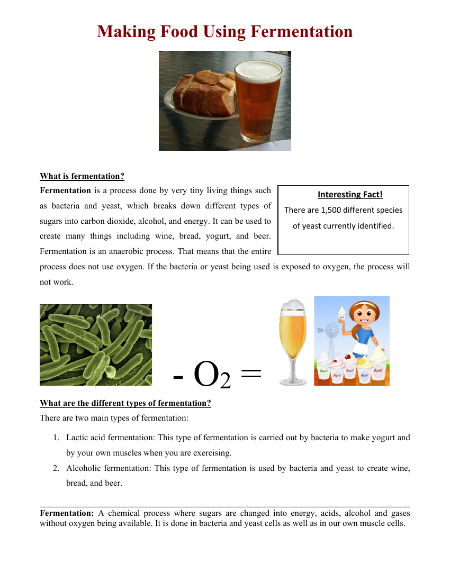 Making Food Using Fermentation - Reading with Comprehension Questions