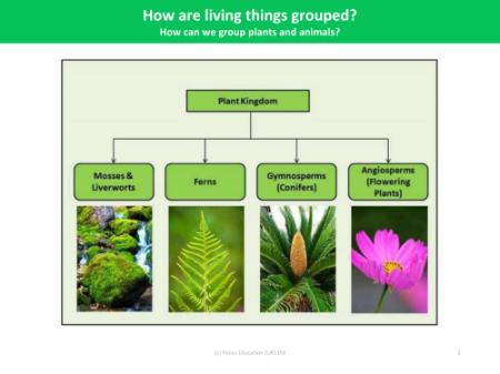 Flow Chart - Grouping Living Things - Year 4