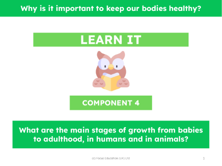 What are the main stages of growth from babies to adulthood, in humans and in animals? - Presentation