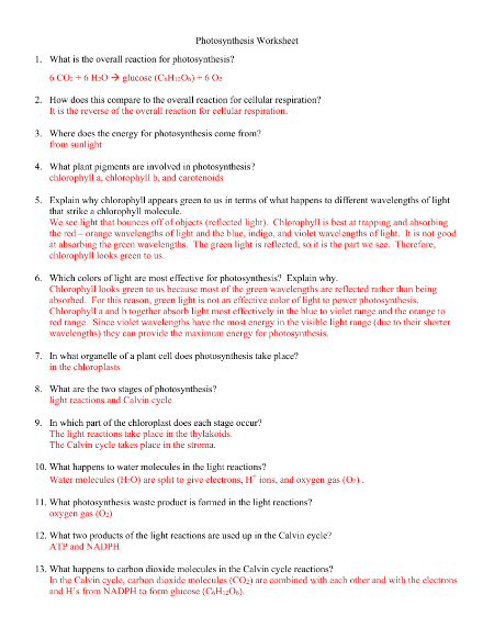 Photosynthesis - Worksheet with Answers