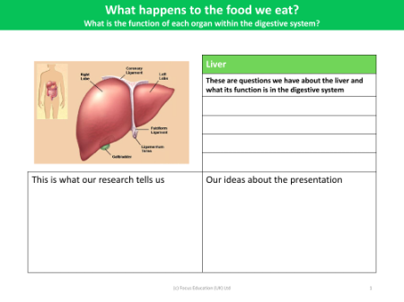 Liver - Research sheet