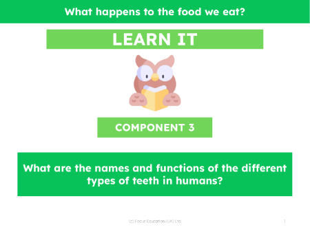 What are the names and functions of the different types of teeth in humans? - Presentation