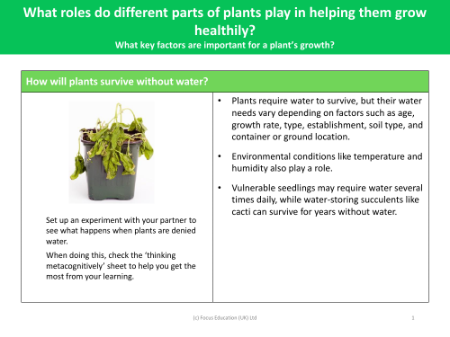 What do plants need to survive? - experiment - worksheet