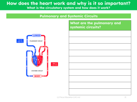 Pulmonary and Systemic circuits - Worksheet